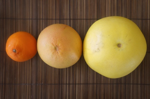 tangelo grapefruit pomelo