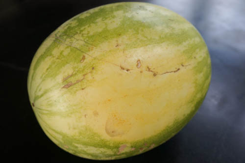 yellow field mark watermelon