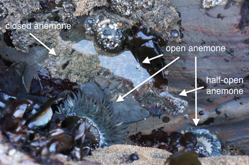 spotting anemones