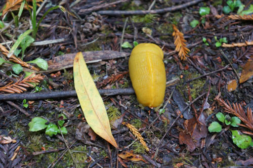 yellow bay leaf banana slug