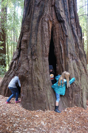 hollowed redwood