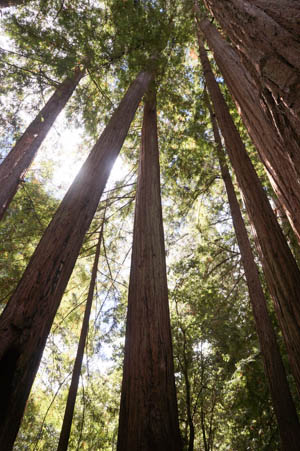 redwood cathedral